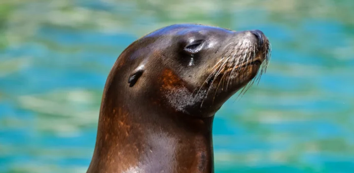 Nelle acque di Lampedusa torna la Foca Monaca